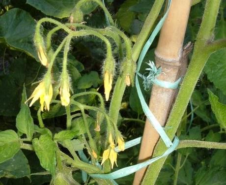 Favorire l’impollinazione dei pomodori