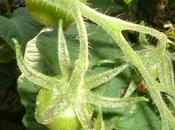 Favorire l’impollinazione pomodori