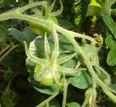 Favorire l’impollinazione dei pomodori