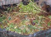 Compostaggio resti pomodori