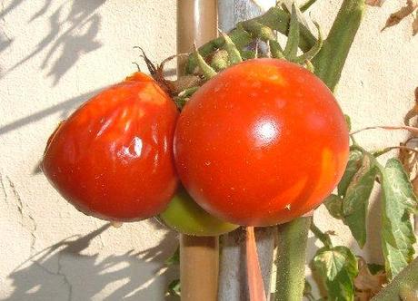 Raccogliere i semi di pomodoro