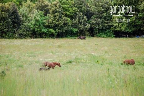 Fotogallery dal Gargano: Carpino e Vico del Gargano