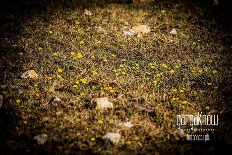 Fotogallery dal Gargano: Carpino e Vico del Gargano