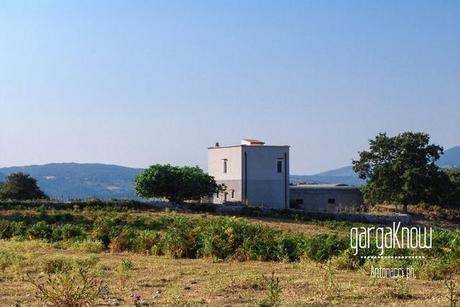 Fotogallery dal Gargano: Carpino e Vico del Gargano