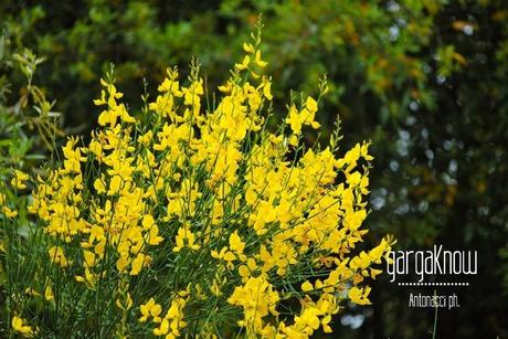 Fotogallery dal Gargano: Carpino e Vico del Gargano