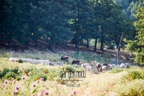 Fotogallery dal Gargano: Carpino e Vico del Gargano