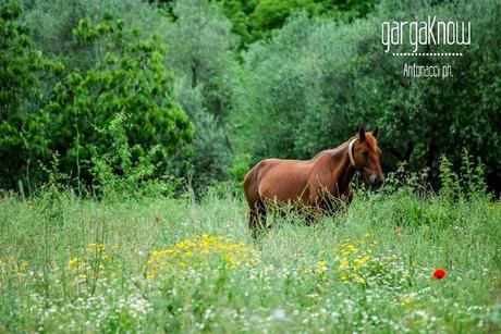 Fotogallery dal Gargano: Carpino e Vico del Gargano