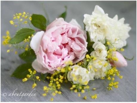 Rosa Banksiae… for Shabby Chic on Friday