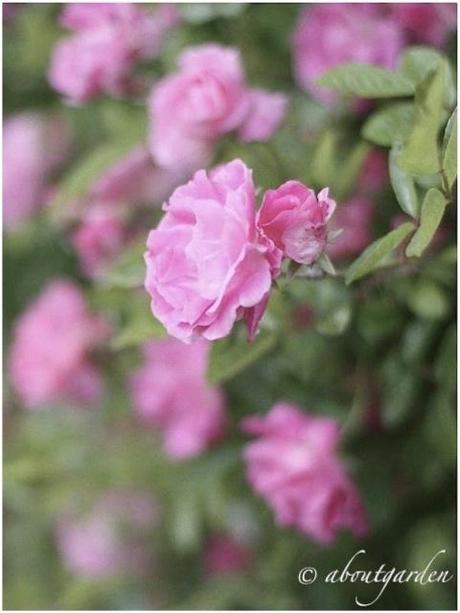 Rosa Banksiae… for Shabby Chic on Friday