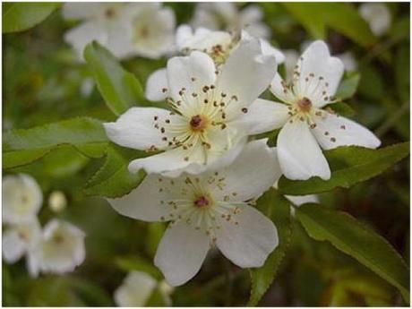 Rosa Banksiae… for Shabby Chic on Friday