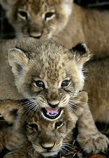 Leone, il re della savana