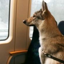 Trenitalia: sulle Frecce nuovi passeggeri. Dal 25 luglio cani e gatti in treno 