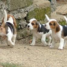 Green Hill: Si passi ora al sequestro preventivo della struttura