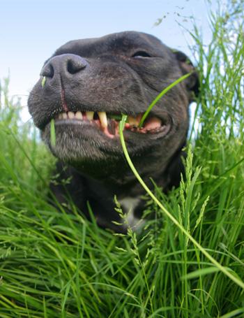 Le piante Tossiche per il Cane