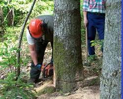 Lavoratori forestali ancora senza salario nel Lagonegrese