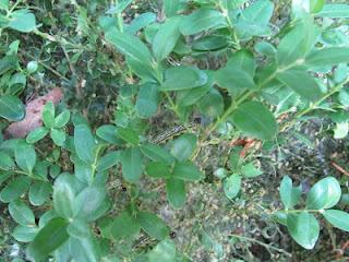 Allarme bossi _lago di Como