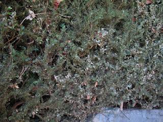 Allarme bossi _lago di Como