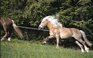 cavallo austriaco