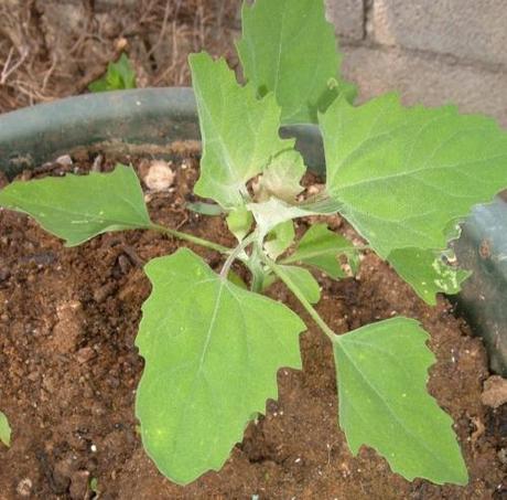 CALENDARIO LUNARE DI AGOSTO. TUTTE LE SEMINE NELL’ORTO