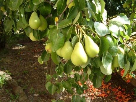 CALENDARIO LUNARE DI AGOSTO. TUTTE LE SEMINE NELL’ORTO