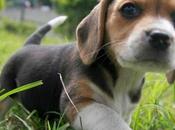 Green Hill, Libera all’Adozione Cuccioli Beagle