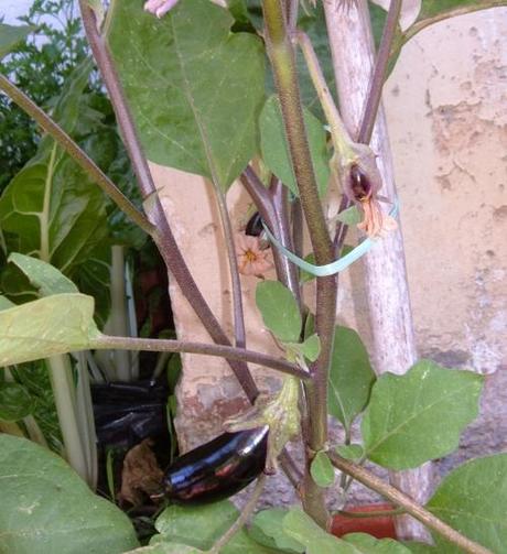 Orto pratico. Fare le legature. Legare gli ortaggi ai tutori