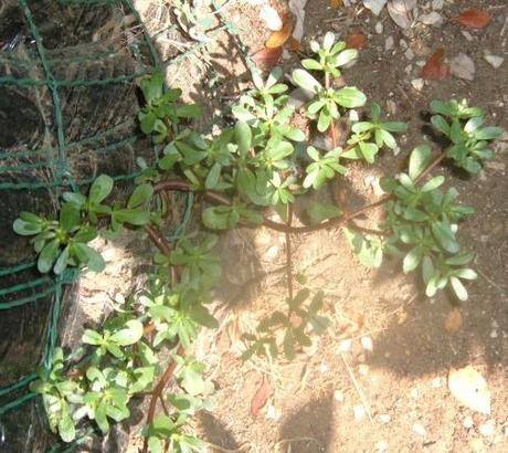 Erbe spontanee: la Portulaca o Erba porcellana, una vera squisitezza.