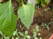 Erbe spontanee: Portulaca Erba porcellana, vera squisitezza.