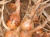 Come fare treccia aglio cipolla