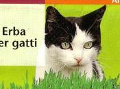 Verificare scadenza semi. Durata della germinabilità