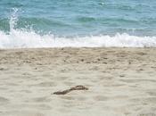 Acquascotter free, ascoltare vero rumore mare