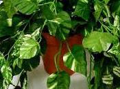 pianta tutti: Pothos
