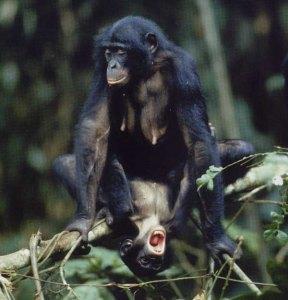 Le femmine di bonobo fingono l’orgasmo?