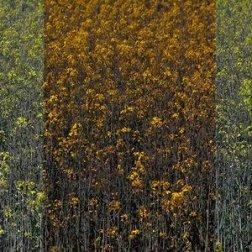 Pauline Oliveros E Jesse Stewart-the Dunrobin Session