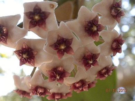 hoya obovata