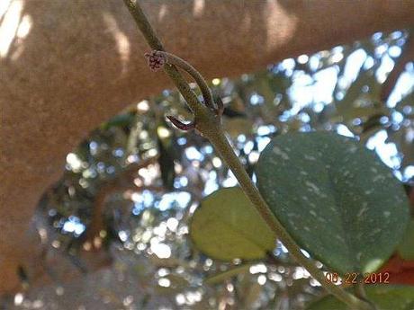 hoya obovata 