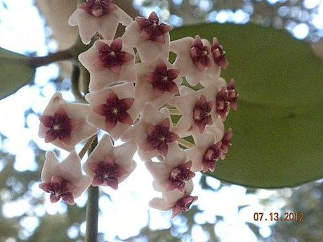 fiore hoya obovata