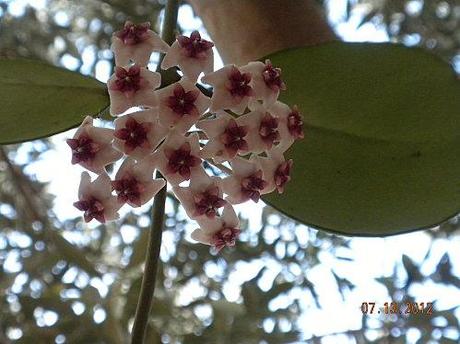 hoya obovata fiore