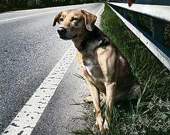 Luglio In aumento gli abbandoni dei cani sulle strade italiane