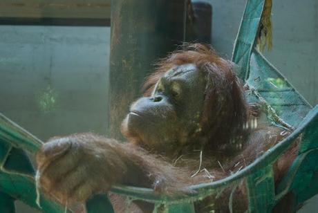 Al Bioparco di Roma