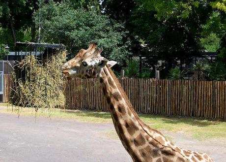 Al Bioparco di Roma