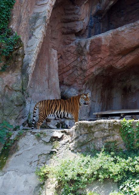 Al Bioparco di Roma