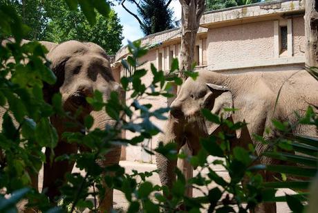 Al Bioparco di Roma