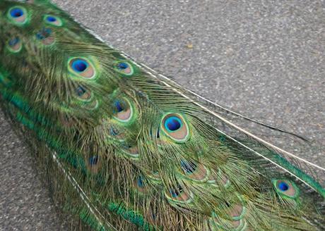 Al Bioparco di Roma