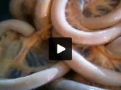 Strano verme trovato germania (video)