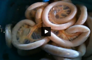 STRANO VERME TROVATO IN GERMANIA (VIDEO)