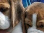 Green hill: 2200 famiglie adottano beagle.