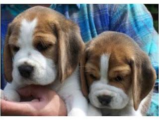 Sos Green hill: 2200 famiglie adottano i beagle.