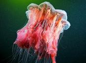jellyfish
