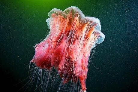 jellyfish